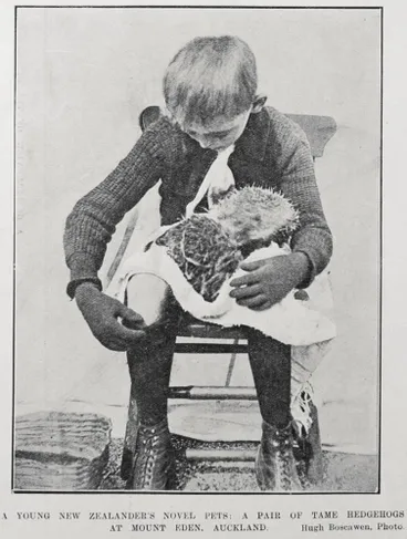 Image: A YOUNG NEW ZEALANDER'S NOVEL PETS: A PAIR OF TAME HEDGEHOGS AT MOUNT EDEN, AUCKLAND
