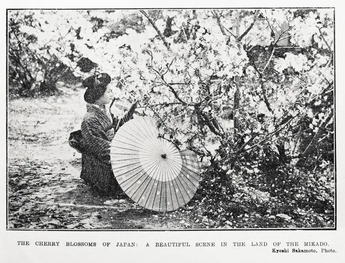 The cherry blossoms of Japan: a beautiful scene in the land of the Mikado