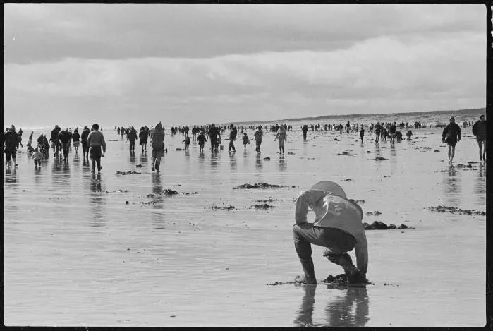 Toheroa gatherers Hokio 1974