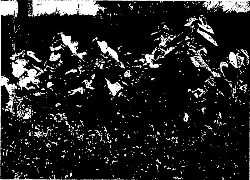 POLYGONUM SACCHALIENSE: A JAPANESE FODDER PLANT. (Otago Witness, 25 March 1903)