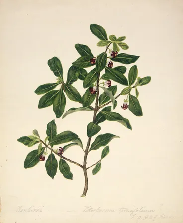 Image: Featon, Sarah Ann, 1847 or 1848-1927 :Kowhiwhi? Pittosporum tenuifolium [Kohuhu]. f.19. H.N.Z. flora. [ca 1890]
