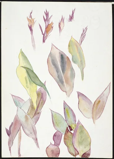 Image: Angus, Rita, 1908-1970 :[Canna leaves and flowers. Between 1940-1960]