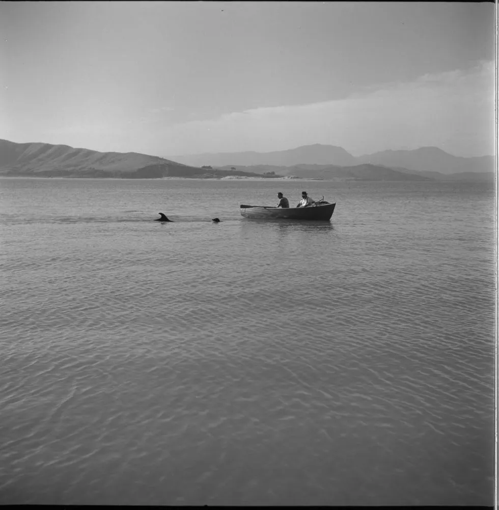 Opo the dolphin, Opononi