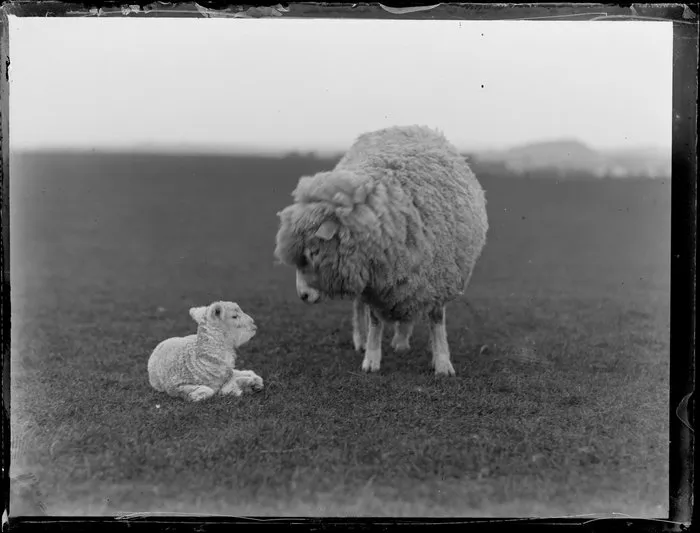 Sheep with her lamb lying beside her
