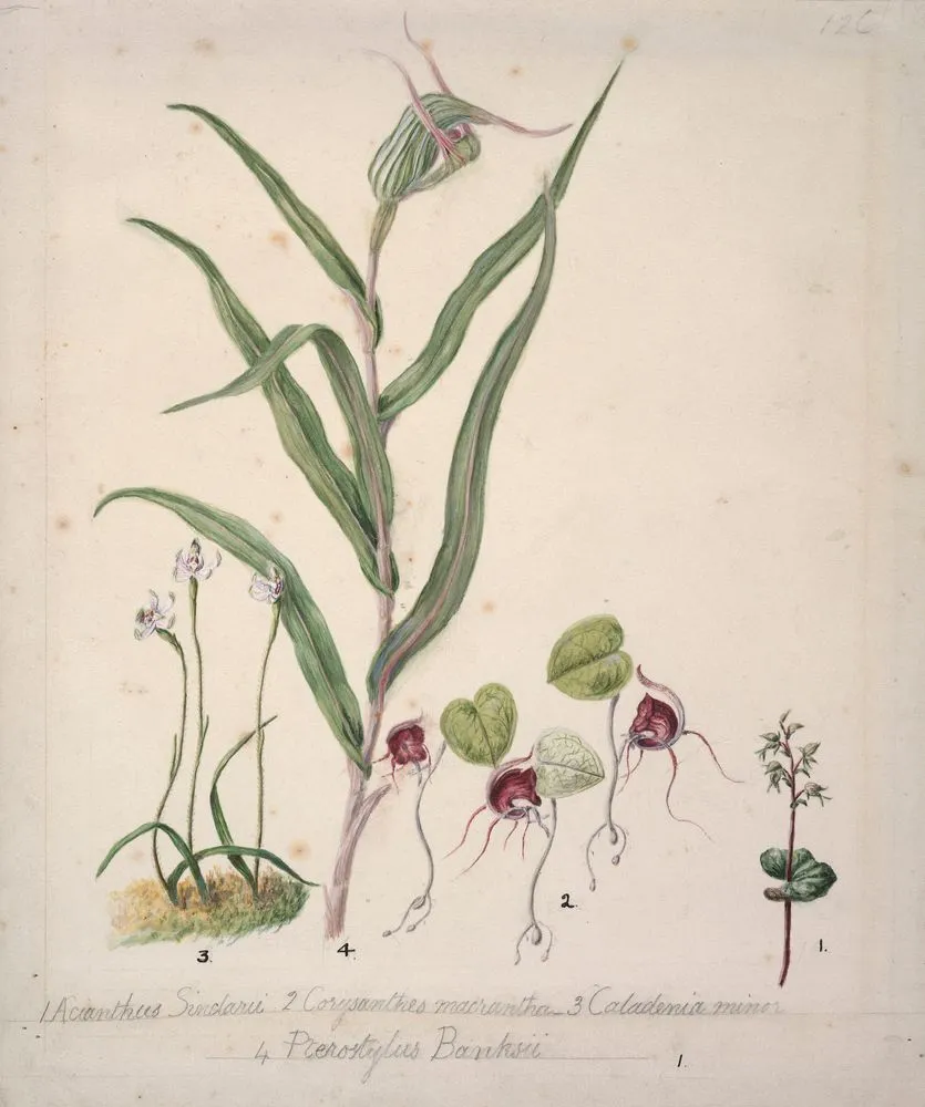 Pixie cap orchid, Acianthus sinclairii; Spider orchid, Corybas macranthus; Caladenia minor; Tutukiwi, Greenhood orchid, Pterostylis banksii
