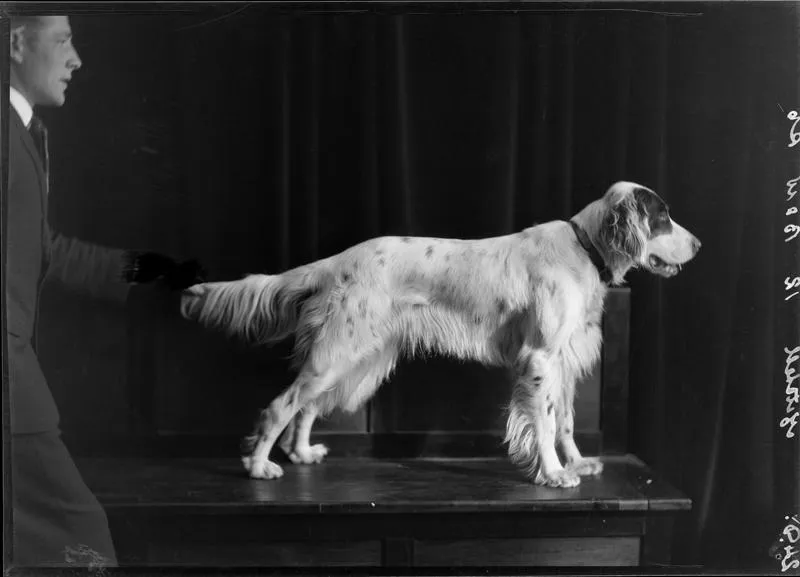 Mitchell, Dog