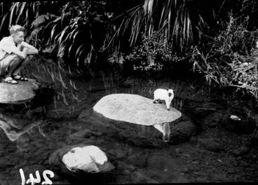 Image: Cascade Kauri Park.