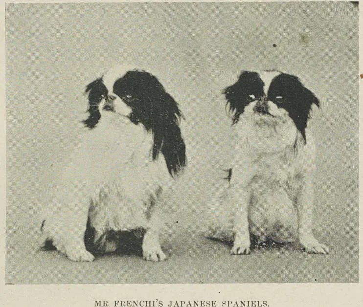 Mr French's Japanese spaniels