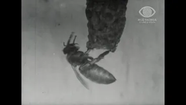 Image: THE HONEY BEE