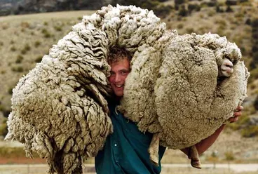 Shrek the sheep Image: Shrek the sheep