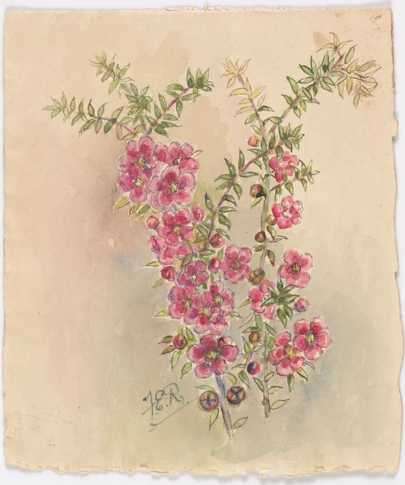 Untitled [Tasmanian Manuka - Leptospermum]