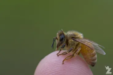Image: Western Honey Bee
