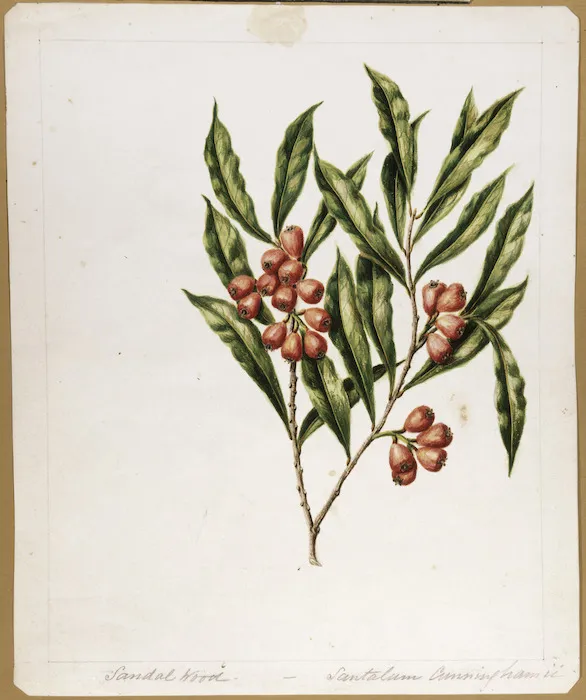 Featon, Sarah Ann (Porter), 1848-1927 :Sandal wood. Santalum Cunninghamii. [ca 1890]