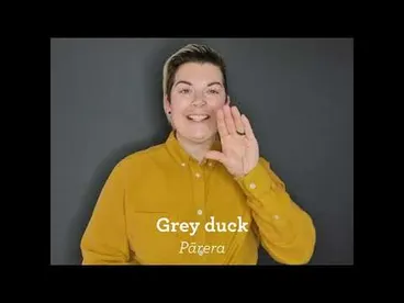 Image: New Zealand sign language - grey duck