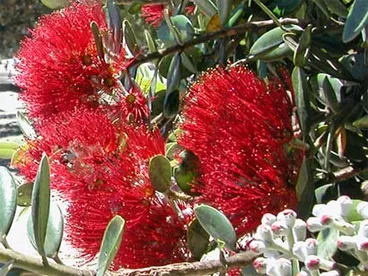 Image: Pōhutukawa flower