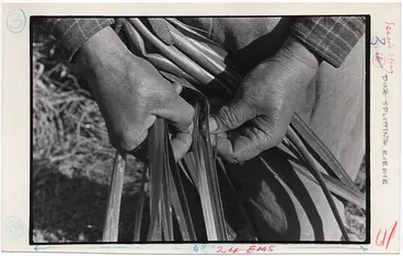Image: Maori foods: Kiekie - School Journal, 1968