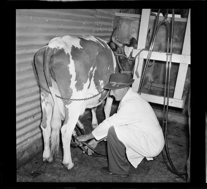 Cattlebeast at Levin Agricultural and Pastoral Show