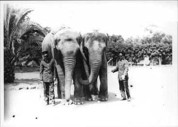 Image: Two Elephants at Auckland Zoo