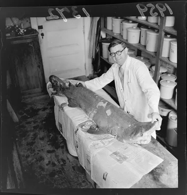 Image: Shark at Victoria University, Wellington