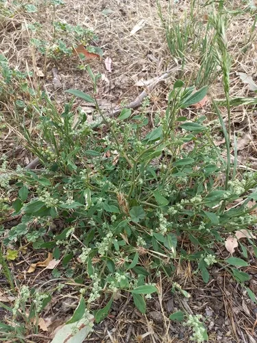 Common Lambsquarters