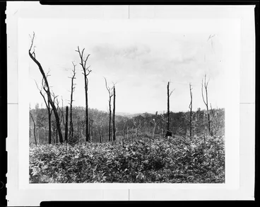 Image: View of dead trees with bush in the background