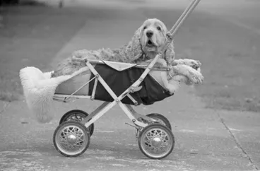 Image: Orquist Family Dog, Judge