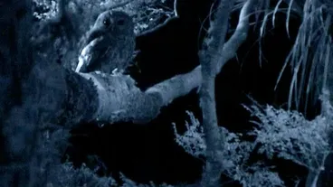 Image: Morepork with bat