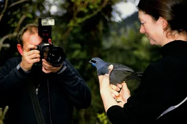 Image: North Island Kokako