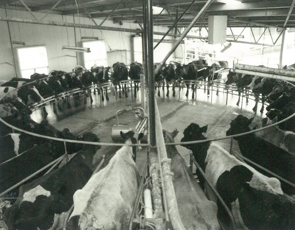 Cows in a rotary milking shed, undated