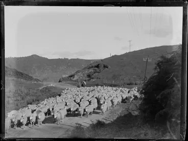 Image: Flock of sheep on rural road, including drover, horse, and powerlines, location unknown