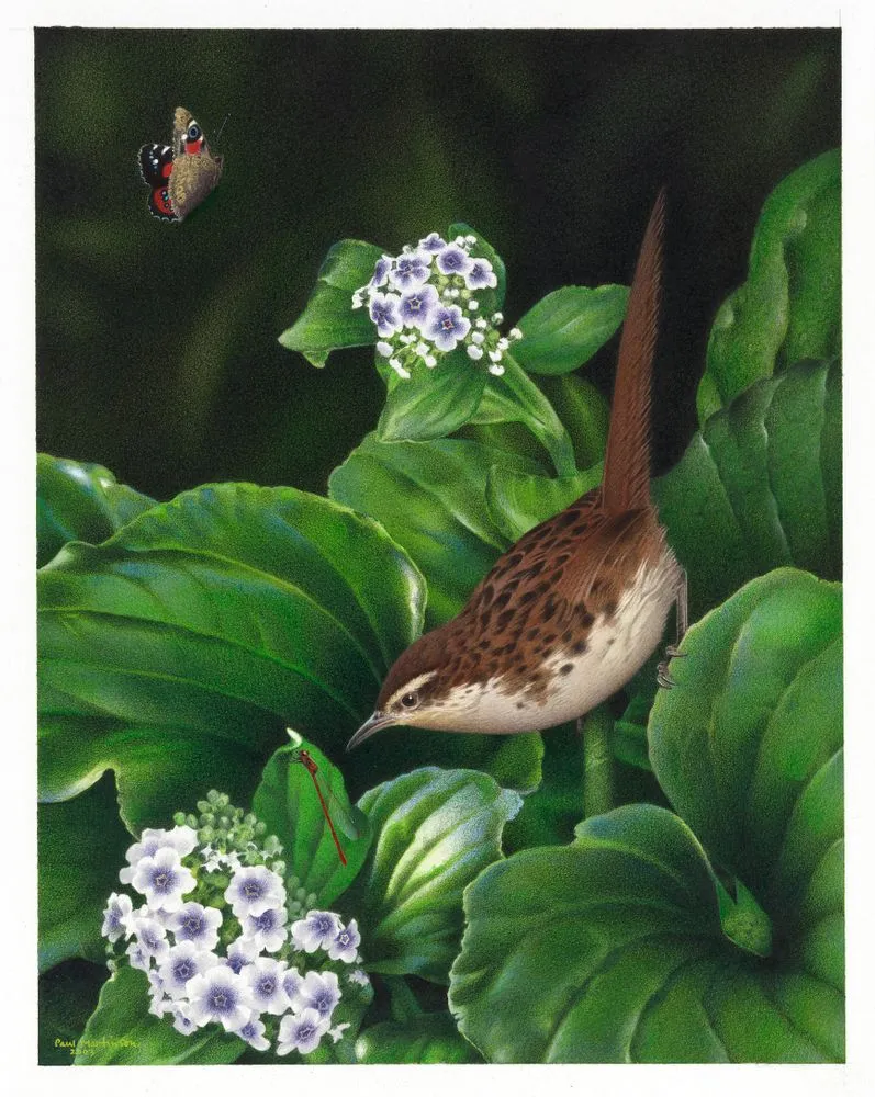 Chatham Island Fernbird. Bowdleria rufescens. From the series: Extinct Birds of New Zealand.