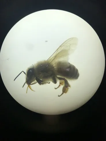 Image: Western Honey Bee