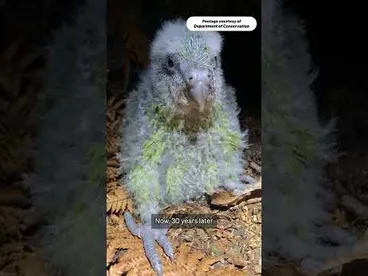 Image: A turning point for kākāpō? | RNZ