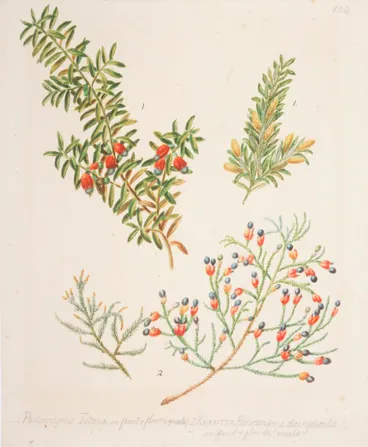 Image: Podocarpus totara; Dacrycarpus dacrydioides