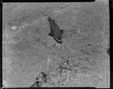 Image: Trout at Fairy Springs, Rotorua