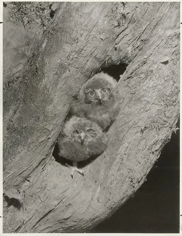 Image: Ruru on Little Barrier Island, Hauraki Gulf.