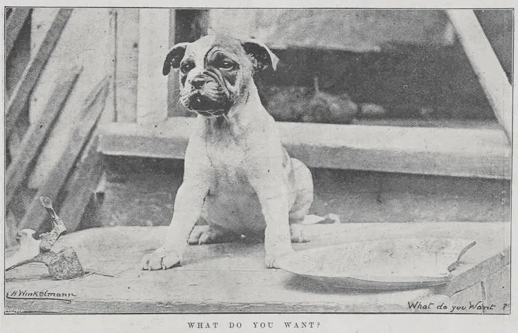 His Christmas Dinner. What do you want?