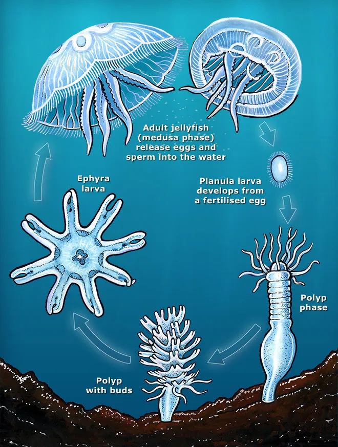 Jellyfish life cycle