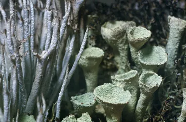 Image: Photograph of a lichen (Cladonia species), Campbell Island