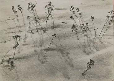 Image: Schatten vom letzten Sommer (Shadows from the last summer)