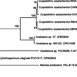 Maximum Likelihood tree based on the <i>anaF</i> gene clusters of the five <i>Cuspidothrix issatschenkoi</i> strains included in this study.