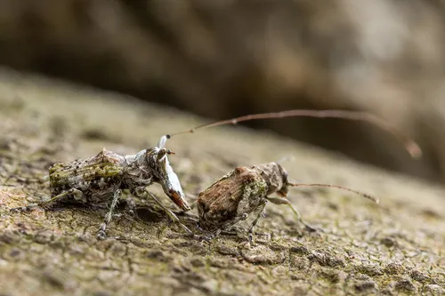 Hoherius meinertzhageni