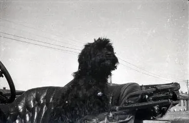 Image: Dog in a car, Featherston Camp : digital image