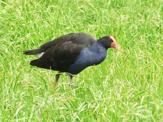 Pukeko.