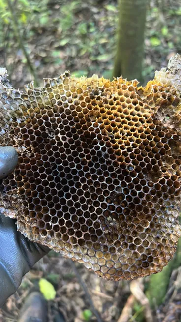 Image: Western Honey Bee