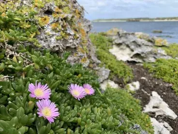 Image: Disphyma papillatum