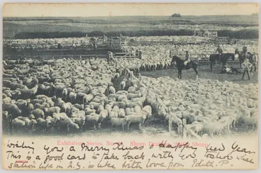 Image: Sheep drafting 20,000 Sheep
