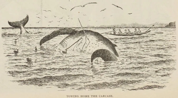 Towing home the carcass