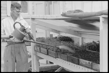 Image: Robbins Park Nursery, Mr Frank Wallace