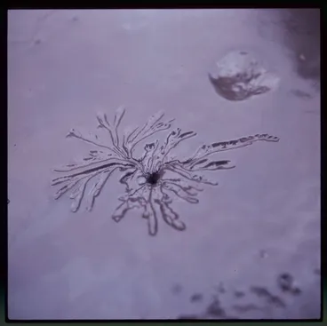 Image: Untitled [Mud flow]